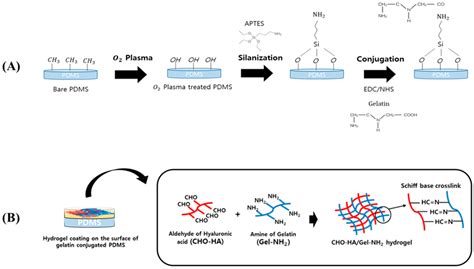 Pharmaceutics Free Full Text Surface Coating With Hyaluronic Acid