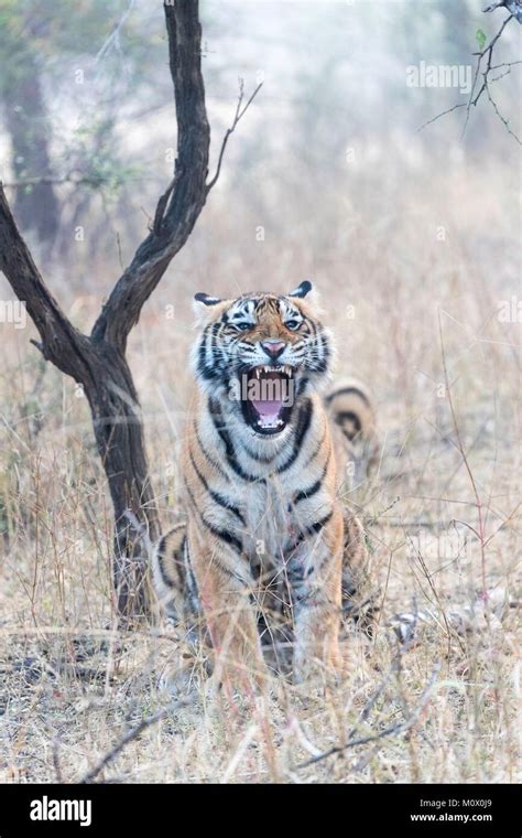 India Rajasthan Ranthambore National Park Bengal Tiger Panthera Tigris Tigris Youngs One