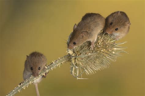 Mouse Wallpaper Hd