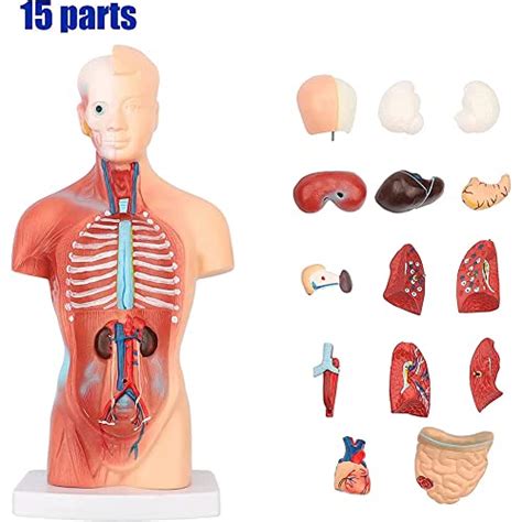 ERCTOO 28 45 55 Cm Human Torso Template Anatomy Model Human Body