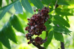 Staghorn Sumac Berry 2 Ontario Native Plant Nursery Container Grown