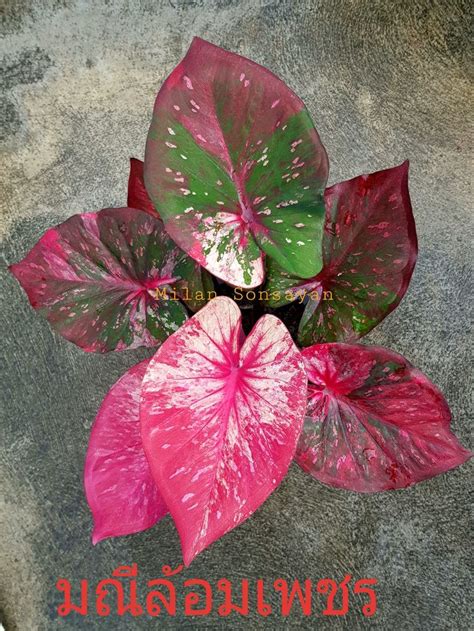 Hershey Chuck Caladiums G Bi Plant Singonium