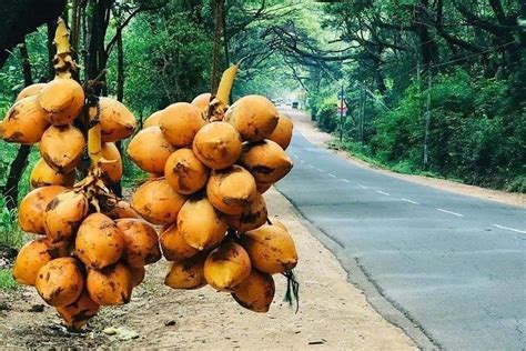 Switch Travels & Tours (Seeduwa, Sri Lanka): Hours, Address - Tripadvisor