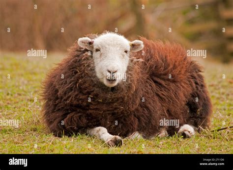 Herdwick Sheep in The Lake District Stock Photo - Alamy