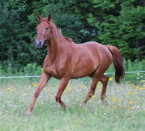 Arkangel Artax” Red Gate Sporthorses