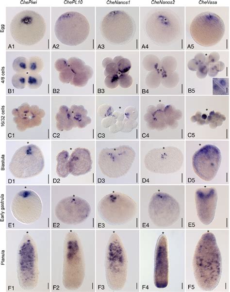 Distribution Of Stem Cell Marker Mrnas During Embryonic Development