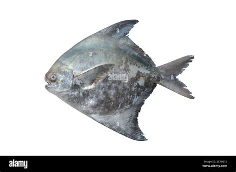 Palometa fish fotografías e imágenes de alta resolución Alamy