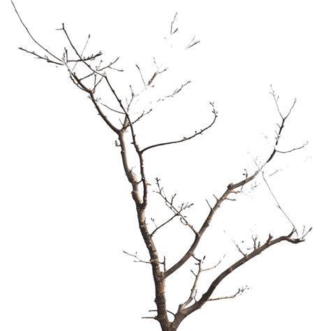 Silueta De Rama La Rama De Un árbol Png Dibujos Silueta Rama De árbol