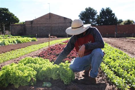 Apesar De Dias De Frio Intenso Produtores Conseguiram Salvar Hortas