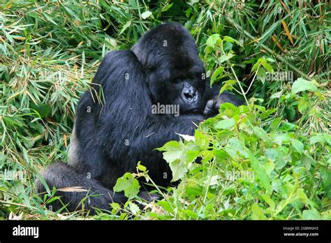 Closeup Portrait Of An Endangered Adult Silverback Mountain Gorilla