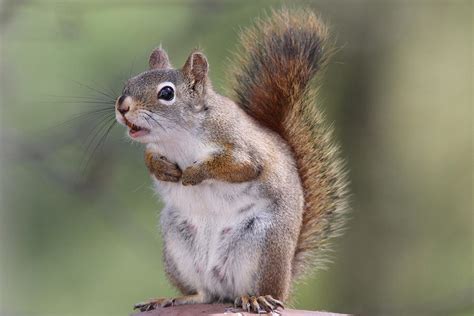 Chattering Squirrel Photograph By Sue Feldberg Fine Art America