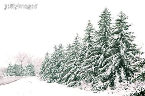 Snow covered coniferous trees in winter Snow day 이미지 1192205119 게티