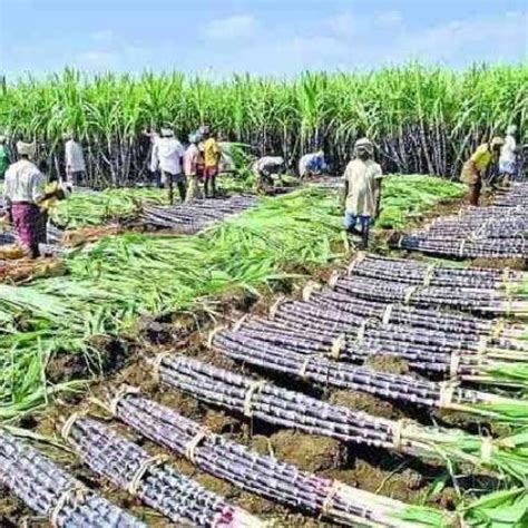 Farmers Demand Hike In Sugarcane Price To Rs 500 Per Quintal Chinimandi