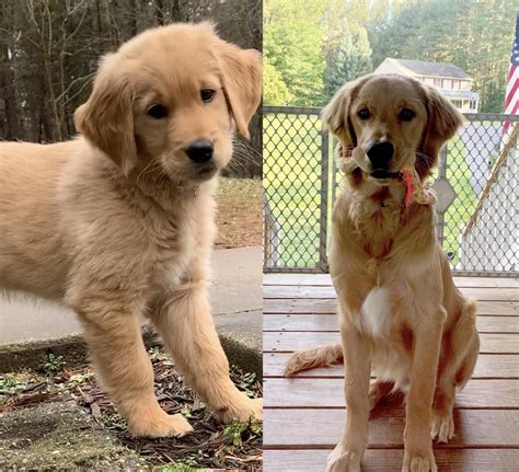 8 Weeks To 8 Months Goldenretrievers Golden Retriever Dogs Golden