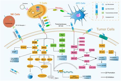 Frontiers B7 H3 CD276 An Emerging Cancer Immunotherapy