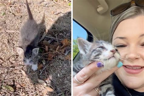 Meet Biscuit A Tiny Kitten Who Got A Second Chance After Being Saved