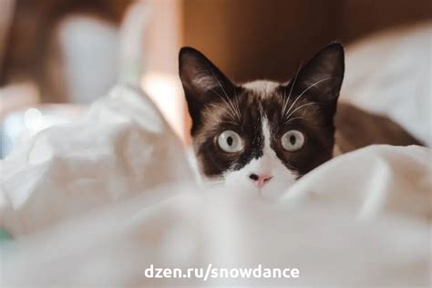 Как удалить запах кошачьей мочи? Вот проверенные способы! | КотоВедение ...
