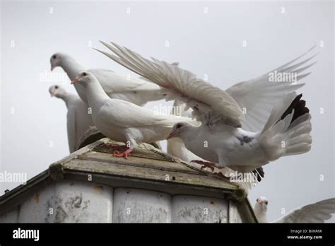 Doves Flying Dovecote Hi Res Stock Photography And Images Alamy