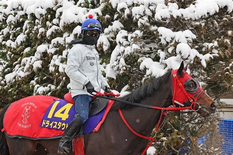 【フェブラリーs】ドライスタウト 大舞台でv美酒だ！砂に愛された血統 スポニチ競馬web