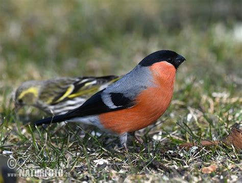 Pyrrhula pyrrhula Pictures, Bullfinch Images, Nature Wildlife Photos ...