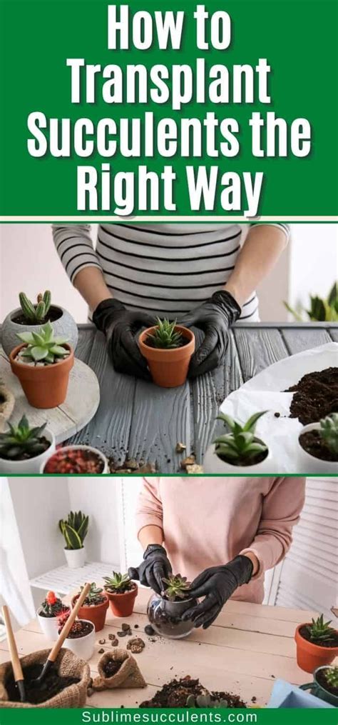 How To Transplant Succulents The Right Way Transplant Succulents