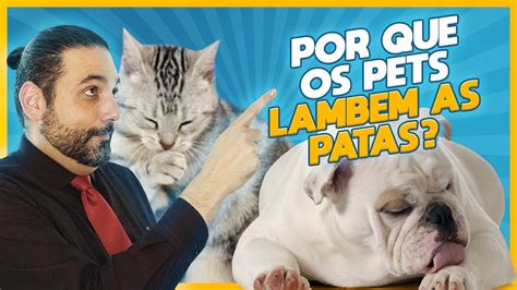 Por Que Meu Pet Lambe As Patas Youtube