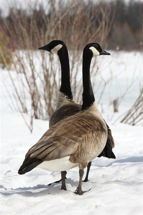 Two Canadian Geese Stand Together In The Spring Snow Canadian Goose