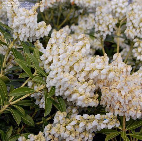 Plantfiles Pictures Pieris Andromeda Japanese Pieris Lily Of The