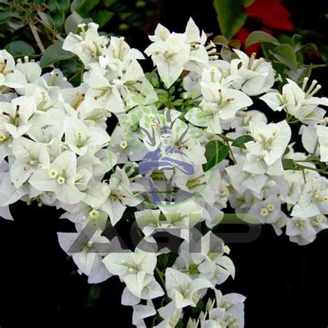 Well Watered Dianthus Bougainvilleas Garden Plants Packaging Type