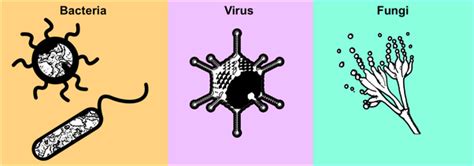 Fungi Bacteria And Viruses