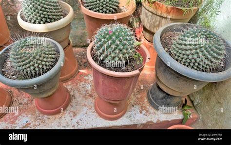 Mammillaria spinosissima Conocido como el cactus espinoso del cojín