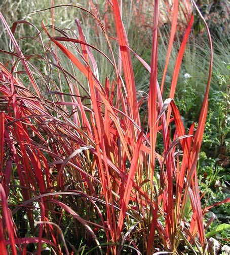 Imperata Cylindrica Red Baron Das Japanische Blutgras Gras Rote