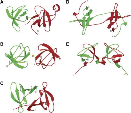 The C Terminal Sh Domain Of Crkl As A Dynamic Dimerization Module