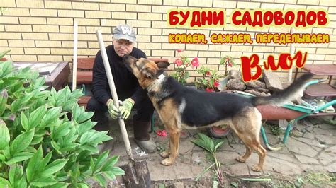 Несколько дней из жизни садоводов. Дела в саду: посадки, пересадки ...