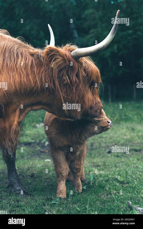 The Scottish Highland cow with a baby little cow Stock Photo - Alamy