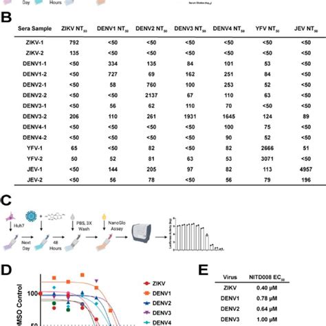 Neutralization And Antiviral Assays A Reporter Virus Neutralization Download Scientific