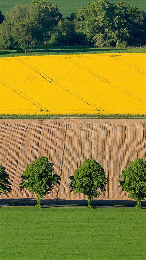 Canola Field Parkway With Strips Ruhrgebiet Region North Rhine