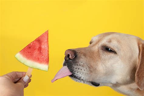 As frutas que cães e gatos podem comer Panorama PetVet