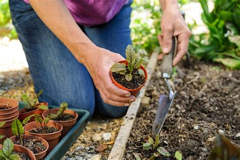 How To Grow Sorrel Bbc Gardeners World Magazine