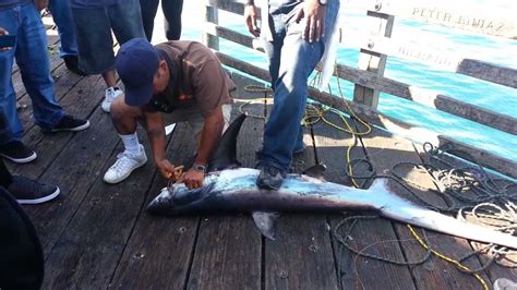 Oceanside Pier Thresher Shark Lbs Youtube