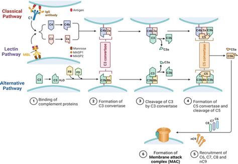 Membrane Bound Complement Regulatory Proteins In Breast Cancer Are