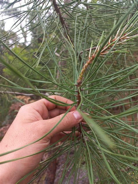 Monterey Pine In November By Kjell Knable Inaturalist