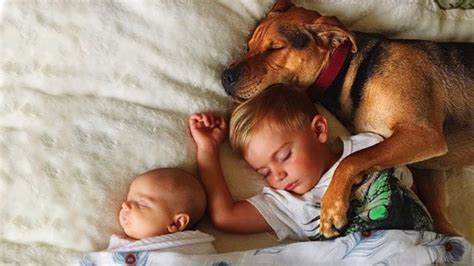 Do Dogs Protect Babies