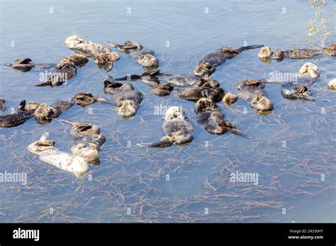 large group of sea otters sleeping Stock Photo - Alamy