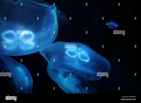 Multicolored Jellyfish Swim Under Water Stock Photo Alamy