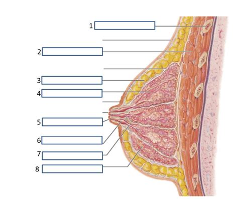 Breast Labeling Diagram Quizlet