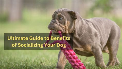 Ultimate Guide To Benefits Of Socializing Your Dog