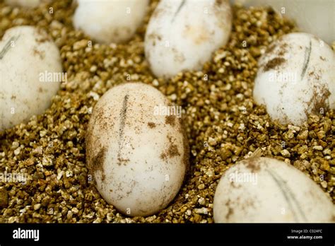 Crocodile Eggs High Resolution Stock Photography And Images Alamy