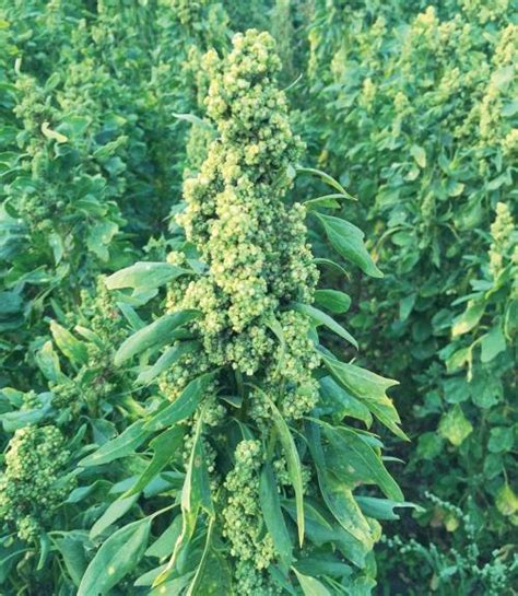 Quinoa Crop Standards | California Crop Improvement Association