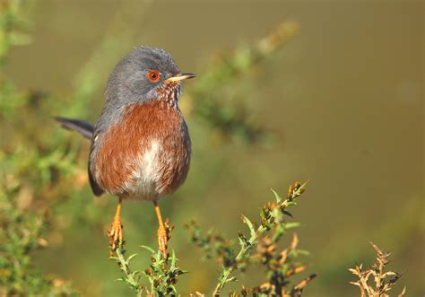 Aves De Portugal Todas As Esp Cies De Aves Selvagens Que Ocorrem Em